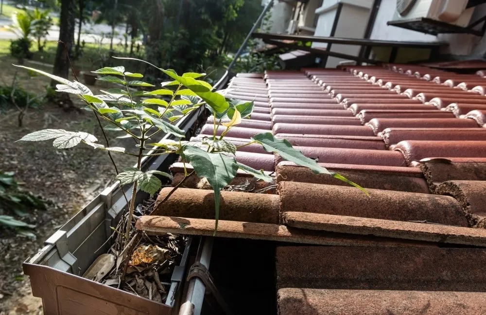 Gutter Cleaning