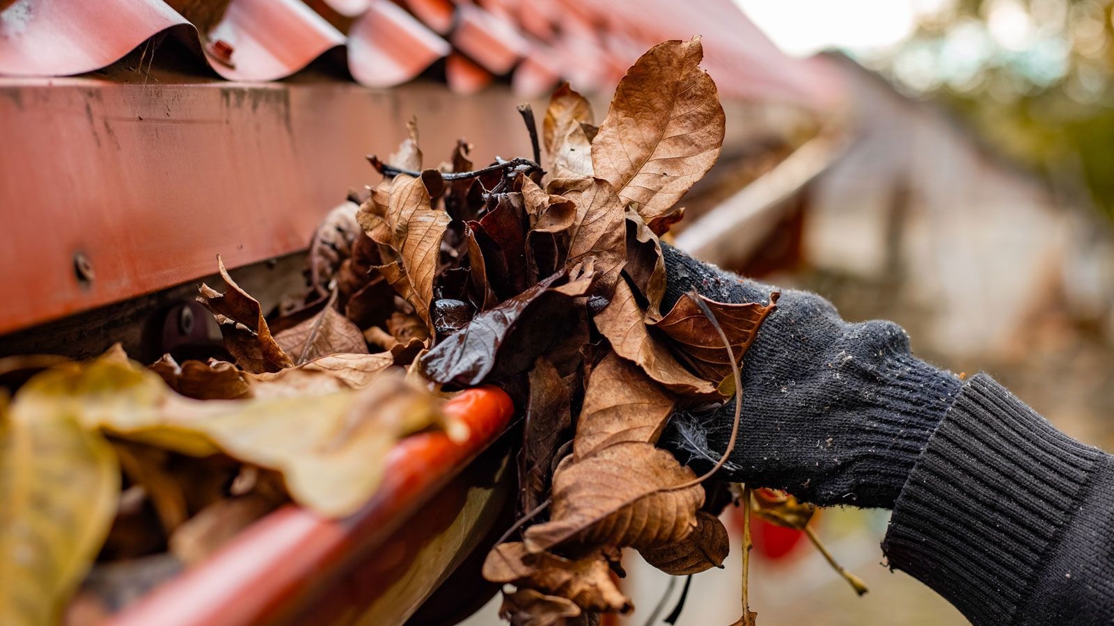 Gutter Cleaning Services